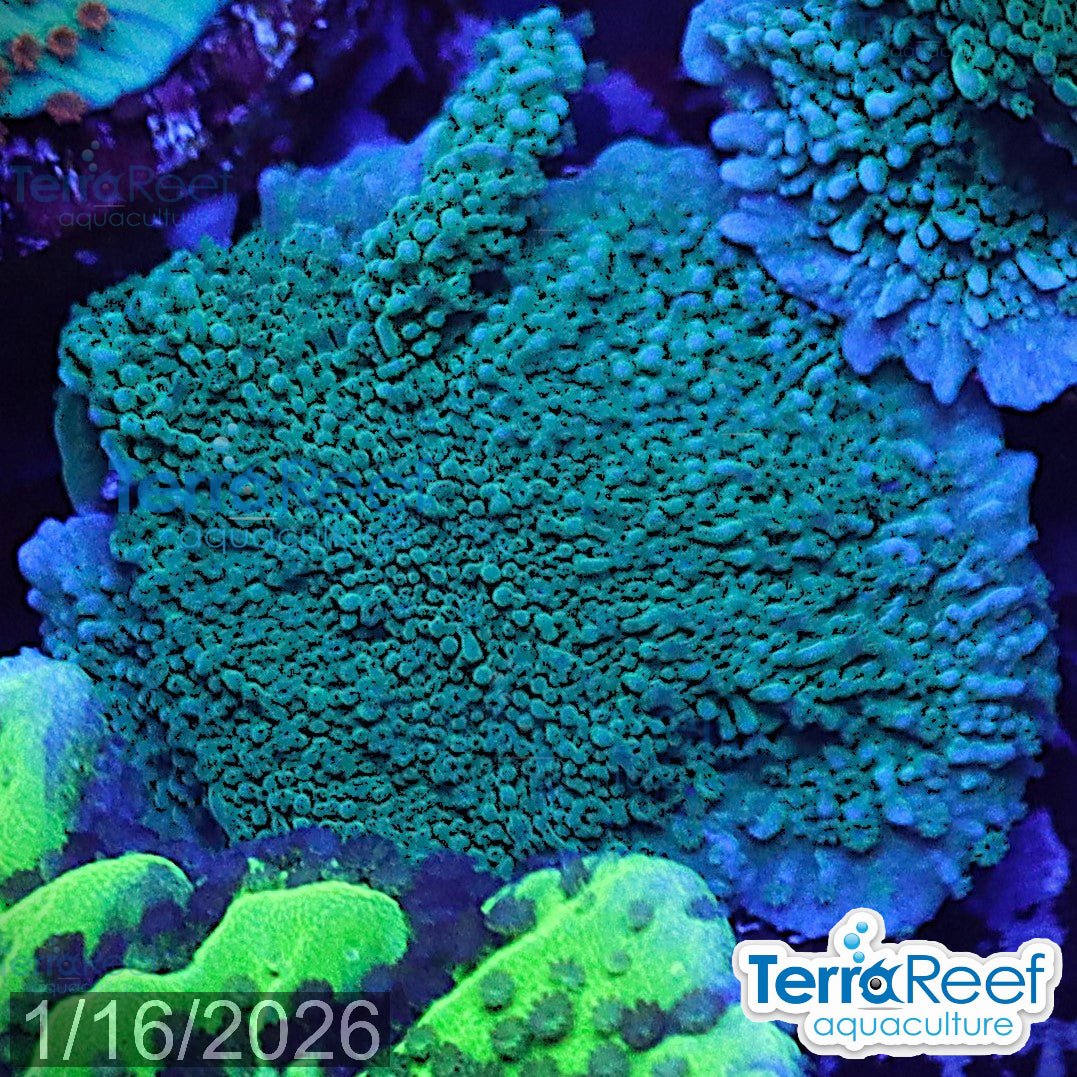 Elkhorn Montipora Frag WYSIWYG 16Left
