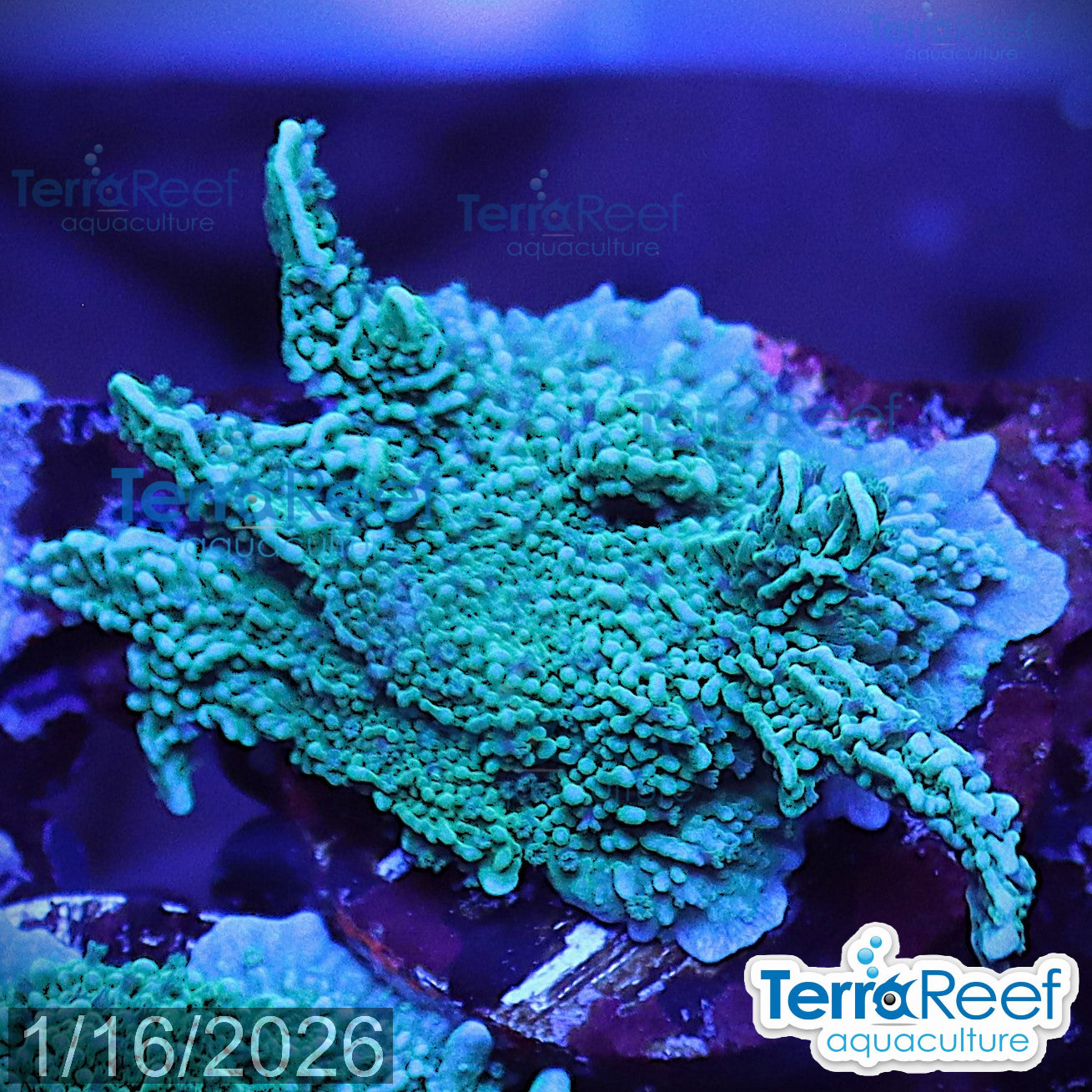 Aquacultured WYSIWYG Elkhorn Montipora coral frag for reef aquarium