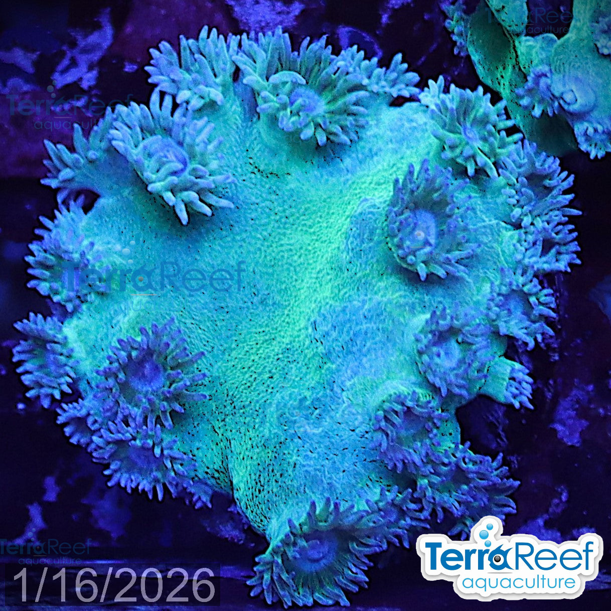 Pagoda cup coral (Turbinaria sp.) WYSIWYG Frag 34Left