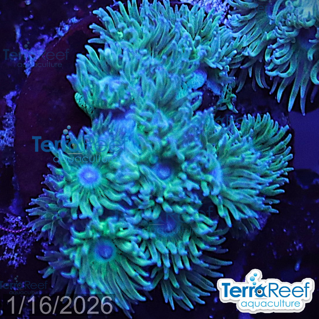 Pagoda cup coral (Turbinaria sp.) WYSIWYG Frag 35MidRight