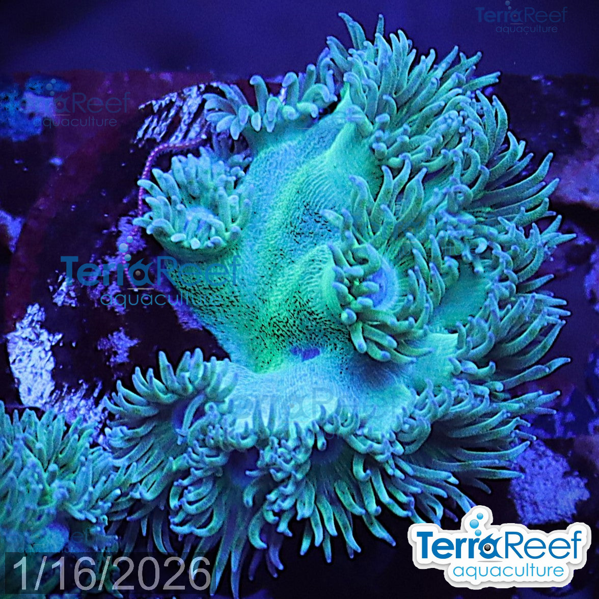 Pagoda cup coral Turbinaria aquacultured WYSIWYG coral frag for reef aquarium