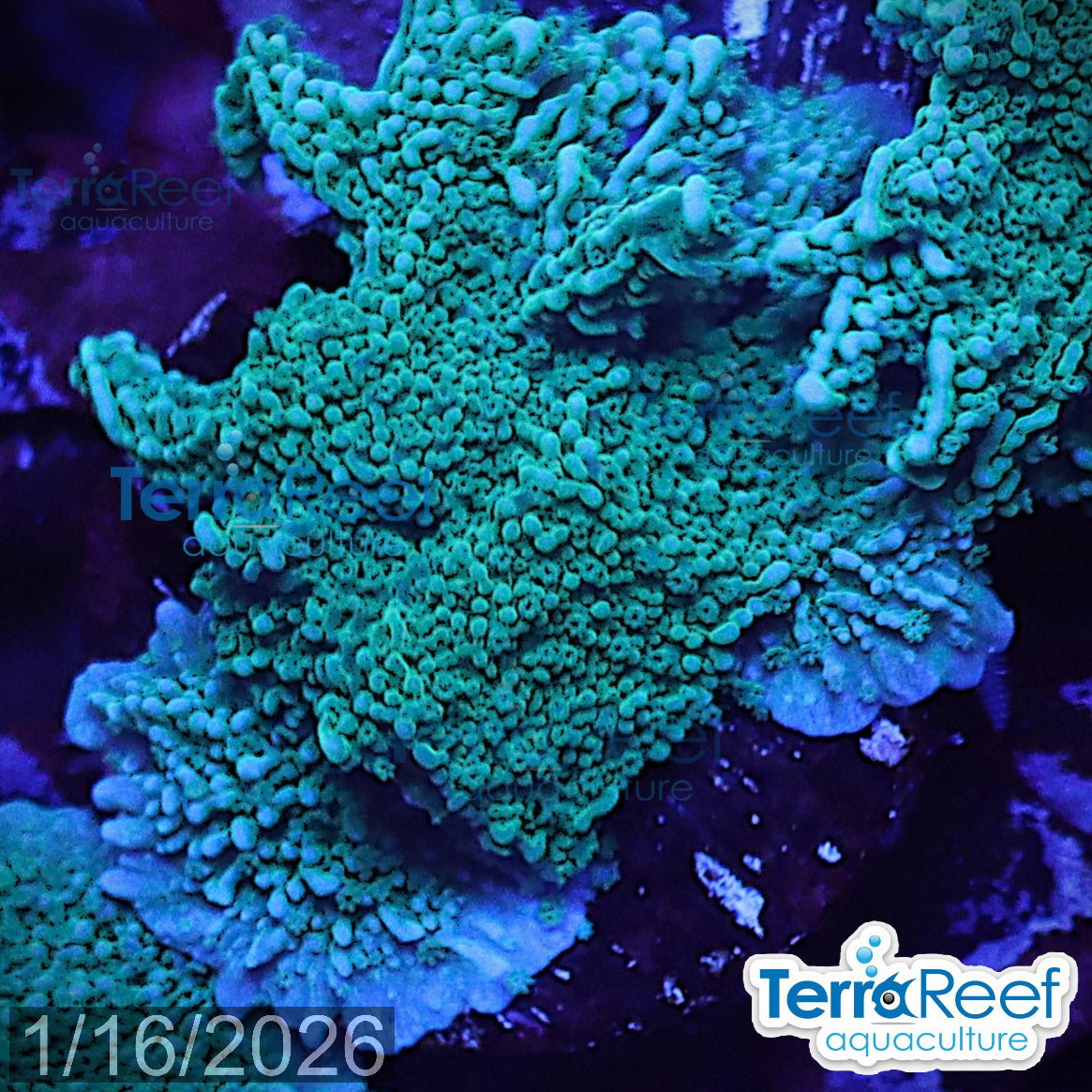 Elkhorn Montipora Frag WYSIWYG 15MidLeft