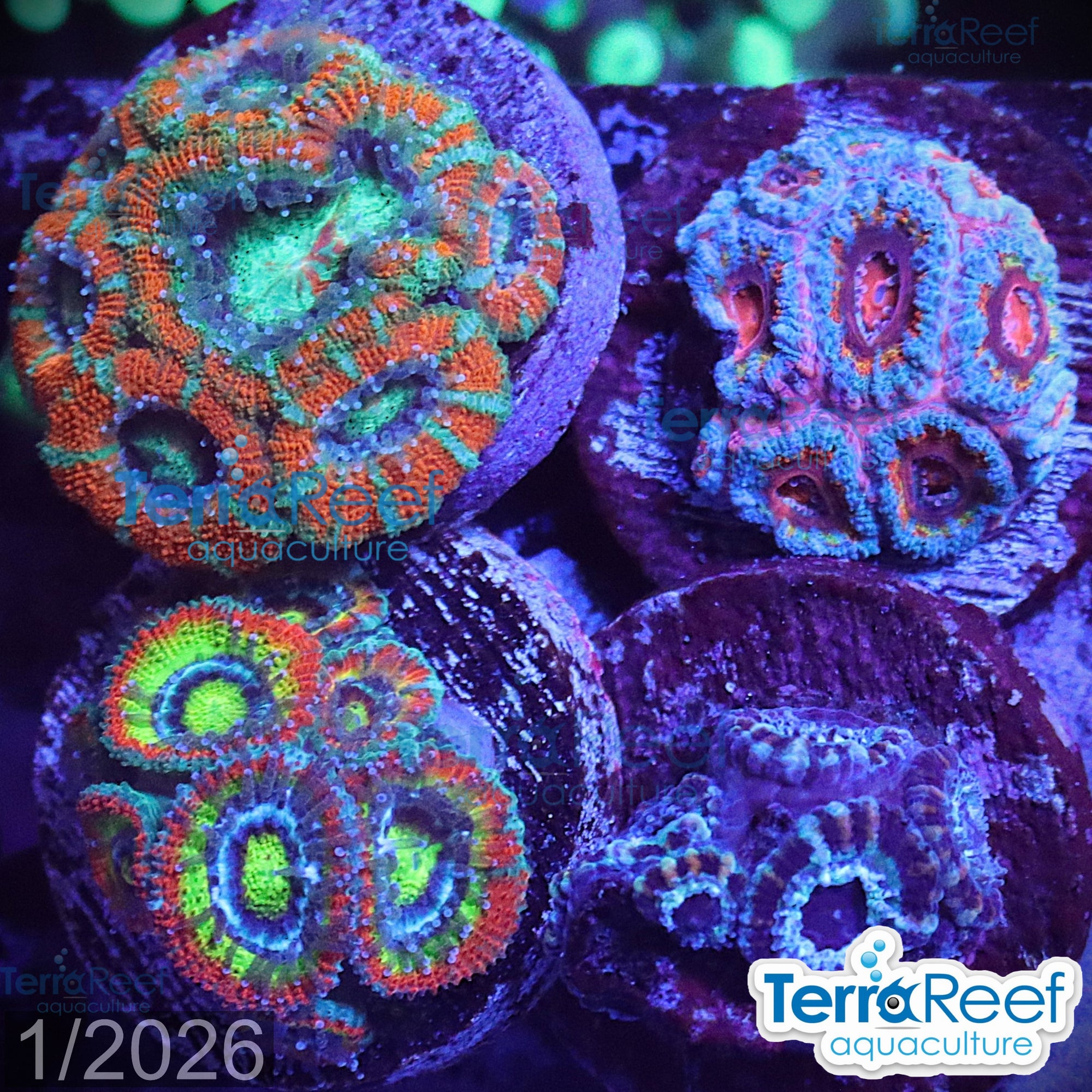 Micromussa Acan Coral aquacultured WYSIWYG four pack for reef tank