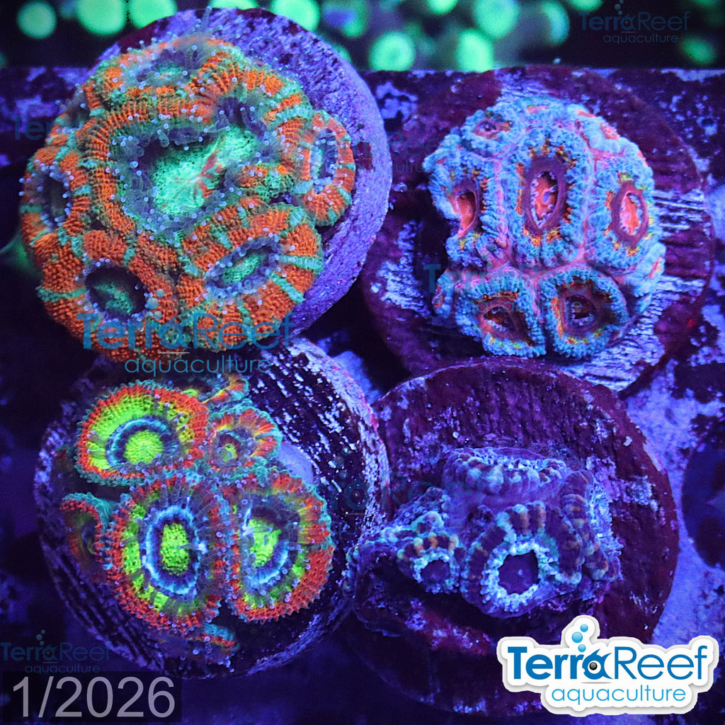 Micromussa "Acan" Coral Four Pack WYSIWYG 7Left