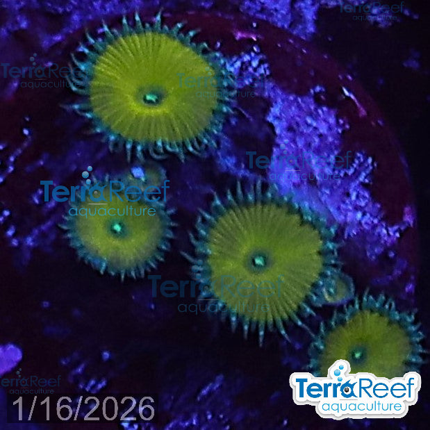 Nuclear Green Paly Zoanthids WYSIWYG Frag 25
