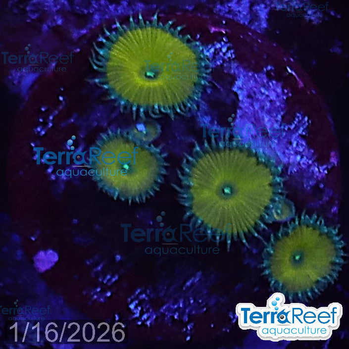 Nuclear Green Paly Zoanthids WYSIWYG Frag 25