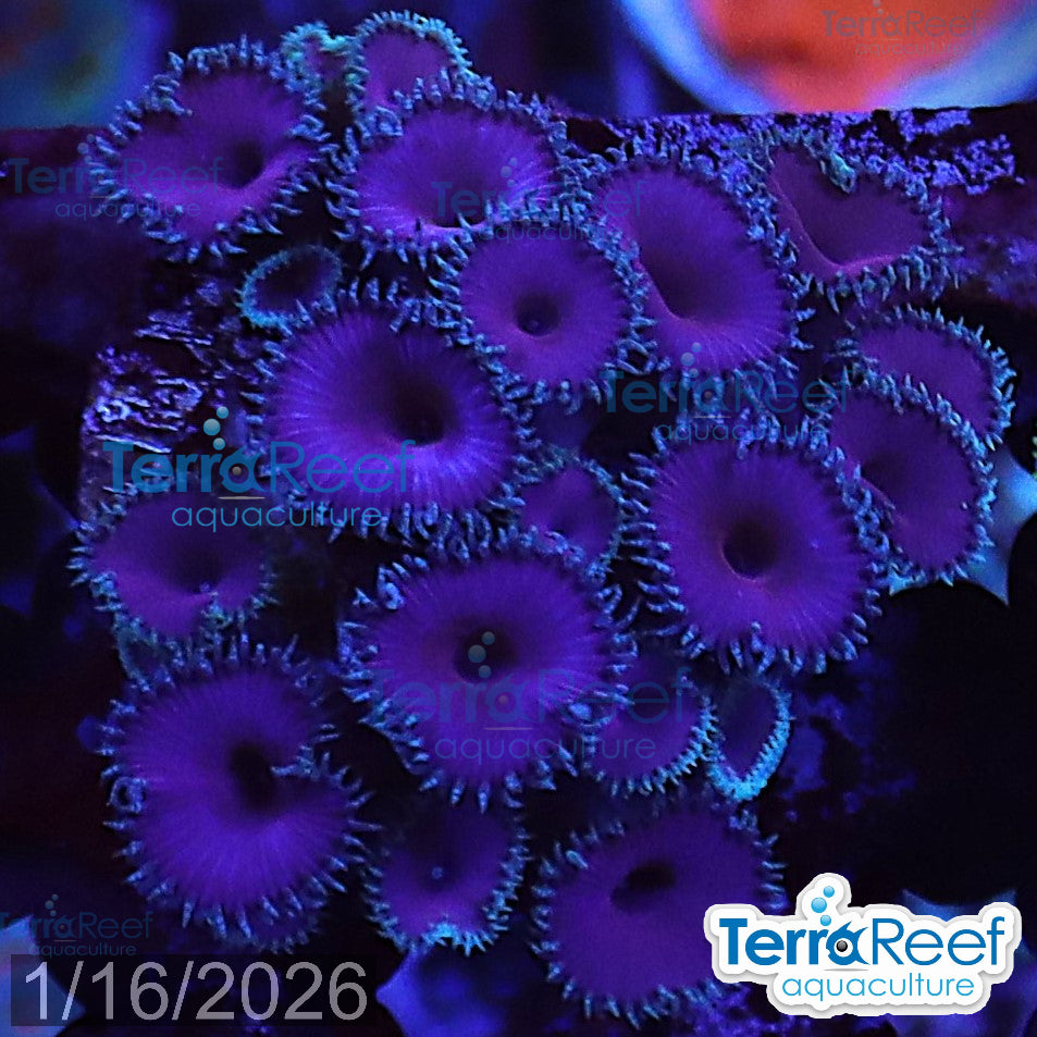 Purple Death Paly WYSIWYG Frag 31Sink