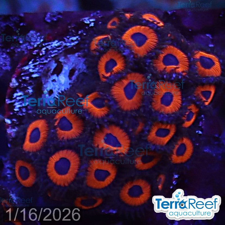 Red Zoanthids Frag Stock
