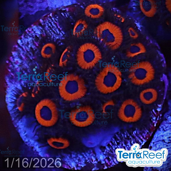 Red Zoanthids Frag Stock