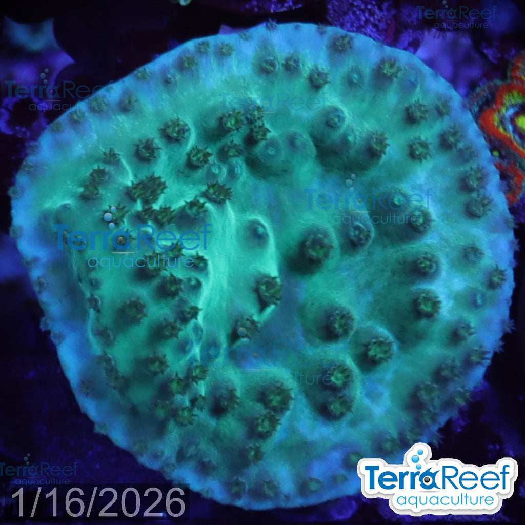 Green Scroll WYSIWYG Coral Frag 15Right