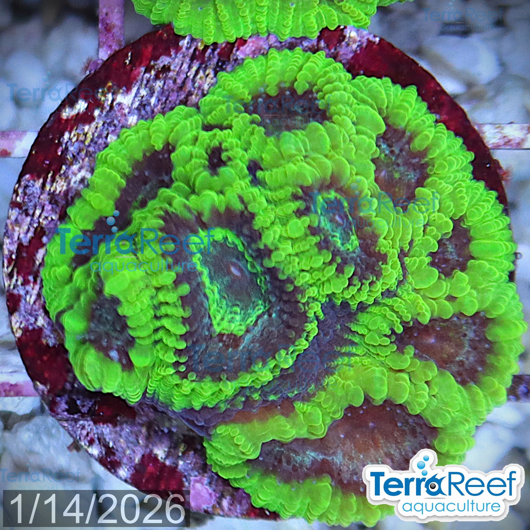 Green Brain Favia Favites aquacultured WYSIWYG coral frag for reef aquarium
