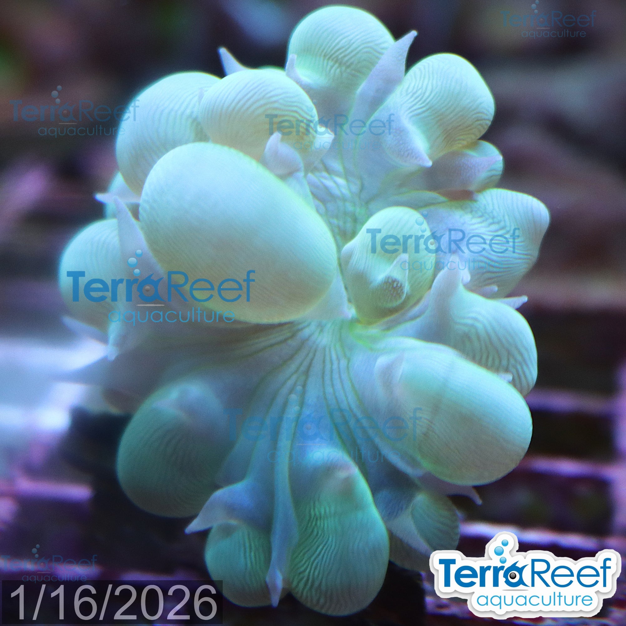 Green Bubble coral Plerogyra aquacultured WYSIWYG coral frag for reef aquarium