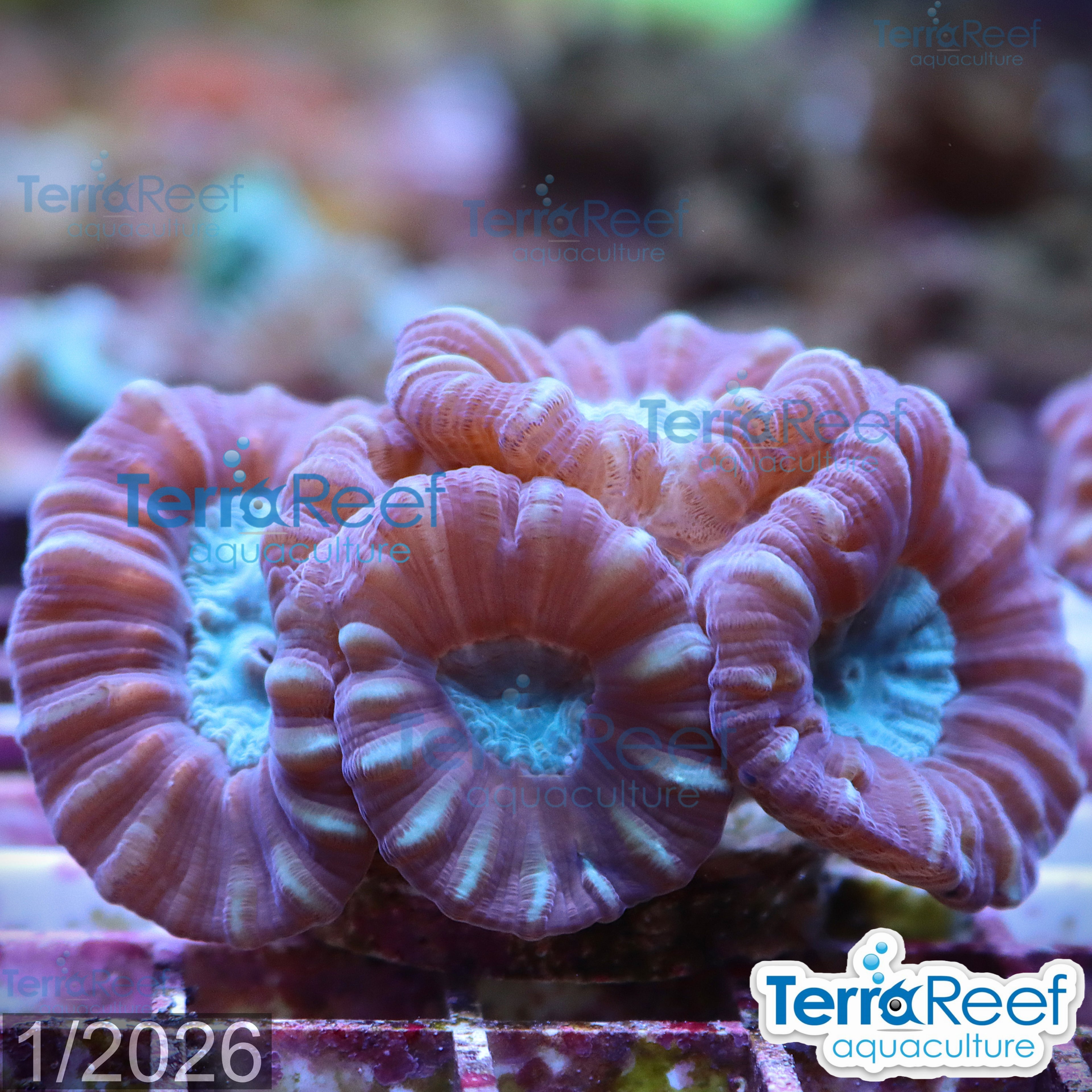 Pinwheel Candy Cane coral aquacultured WYSIWYG coral for reef aquarium