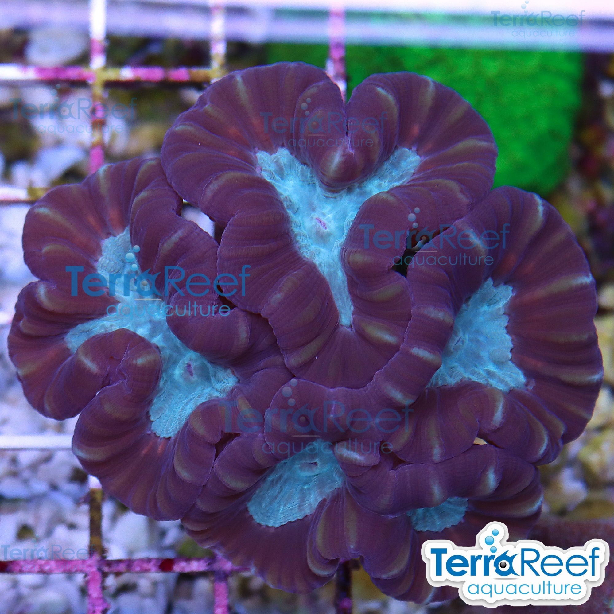 Brown and green Pinwheel Candy Cane coral frag aquacultured stock for reef aquarium