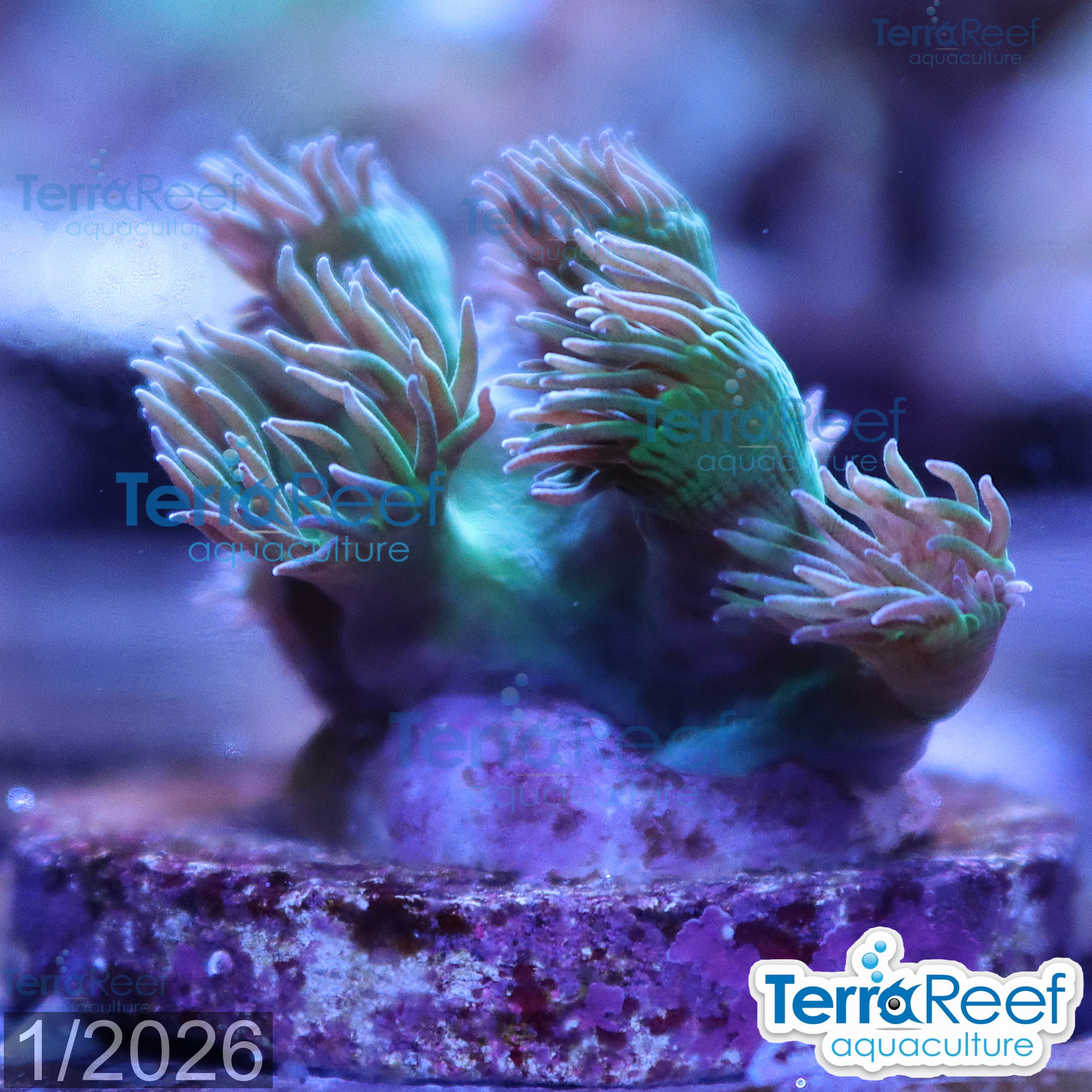 Pagoda cup coral Turbinaria aquacultured WYSIWYG coral frag for reef aquarium