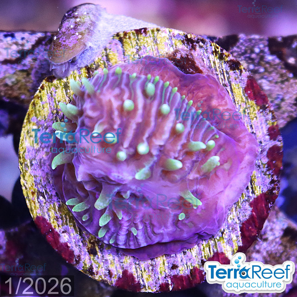 ReefGen Project X Fungid Fungia Plate WYSIWYG Frag 18Middle