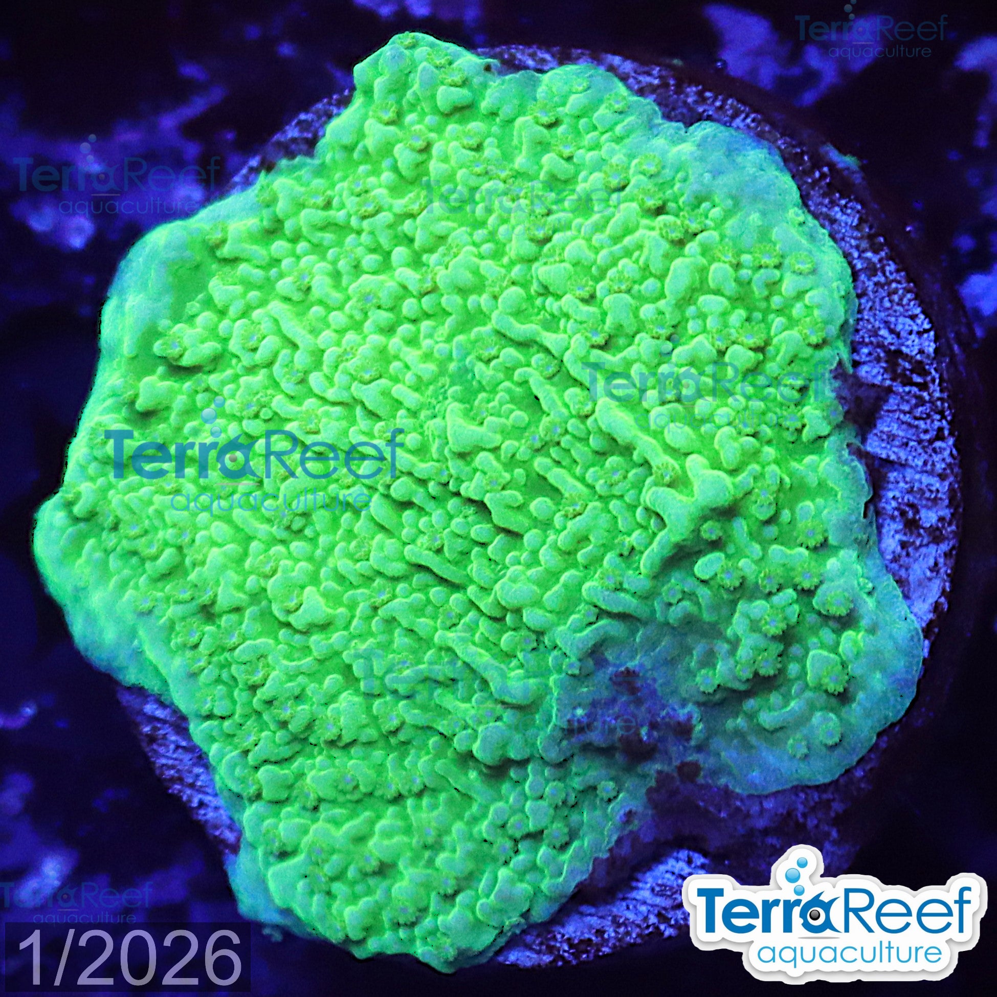 Green Montipora capricornis aquacultured WYSIWYG coral frag for reef aquarium