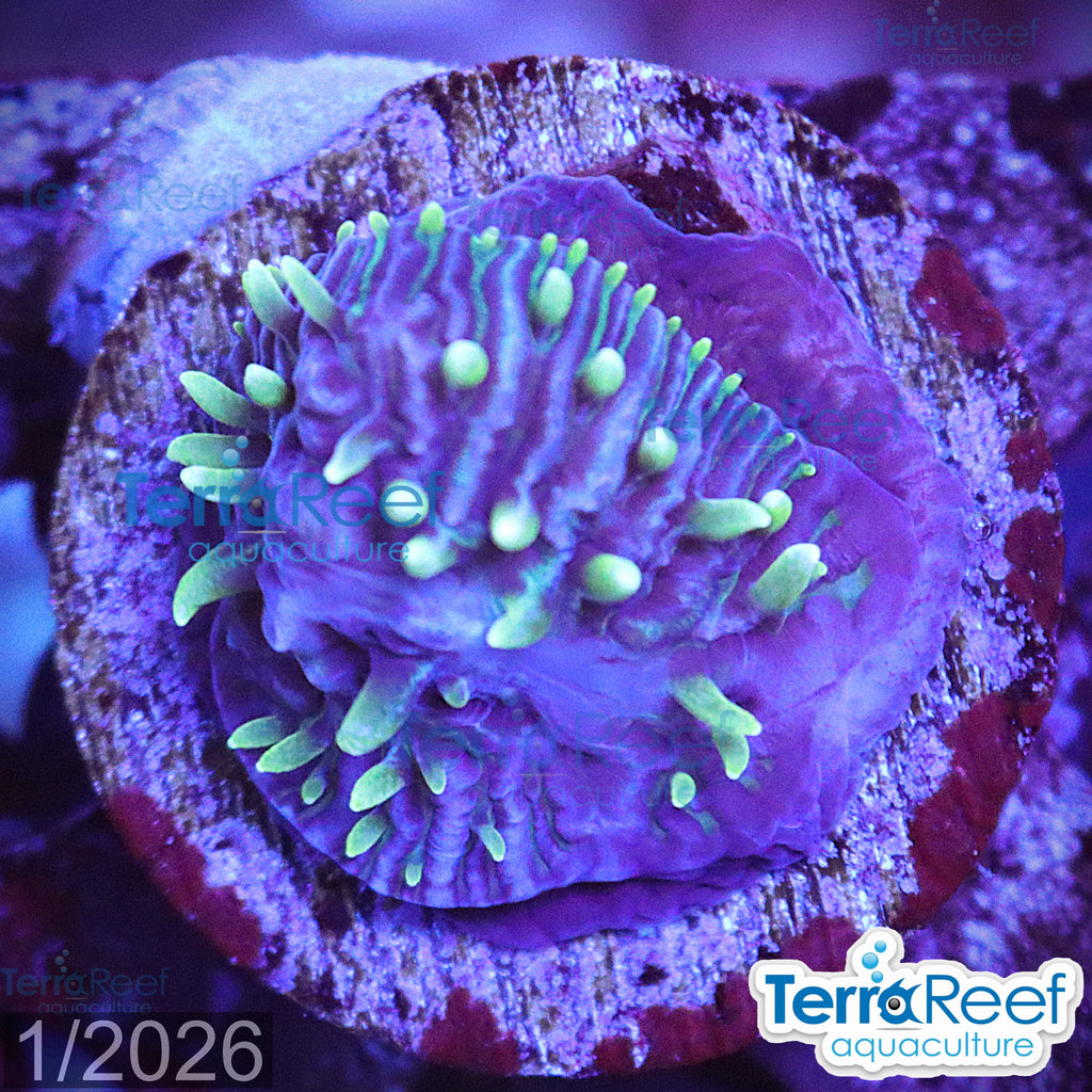 WYSIWYG ReefGen Fungia plate coral for reef aquarium