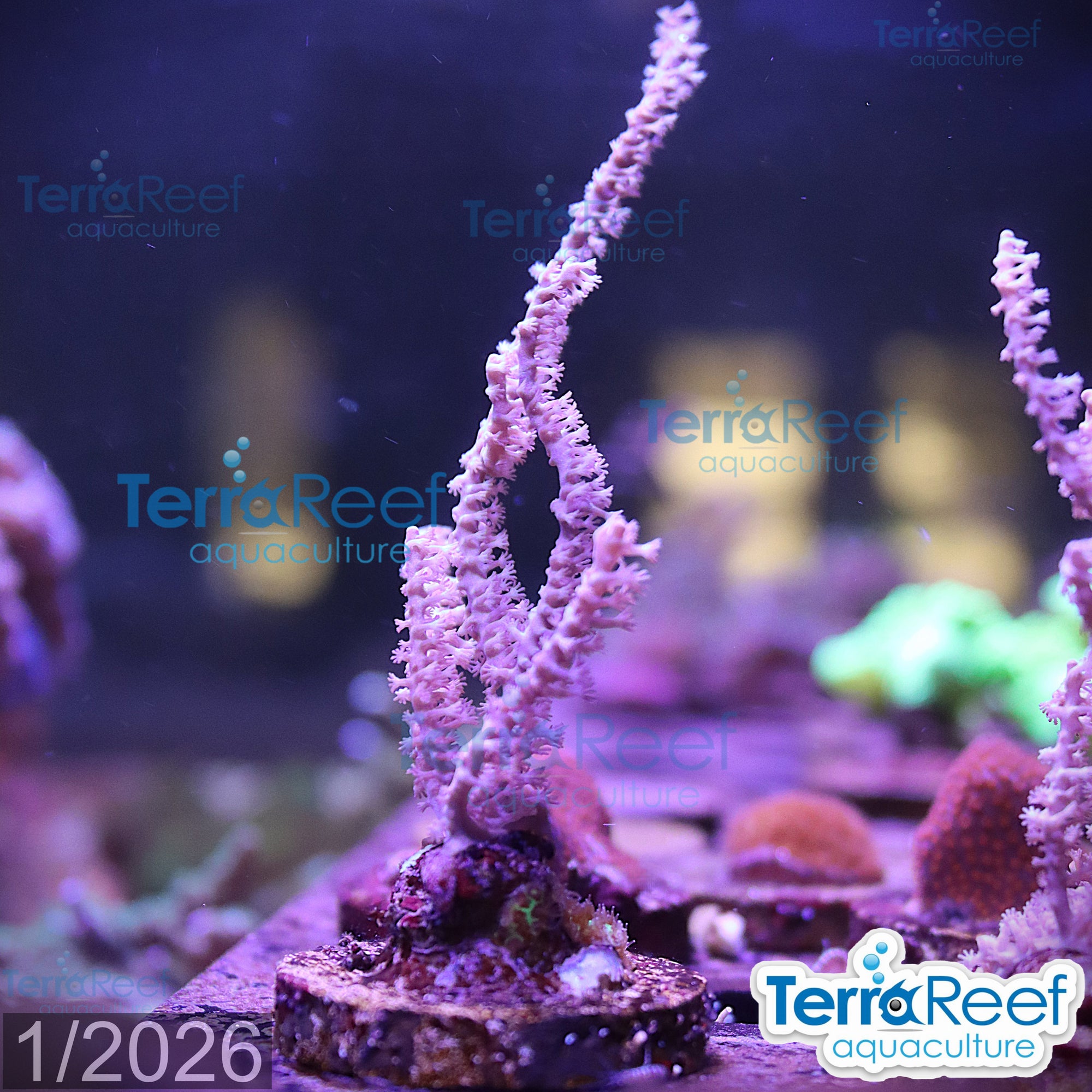 GrubeÃ¢â‚¬â„¢s Gorgonian Pinnigorgia flava Aquacultured coral Frag 4Left