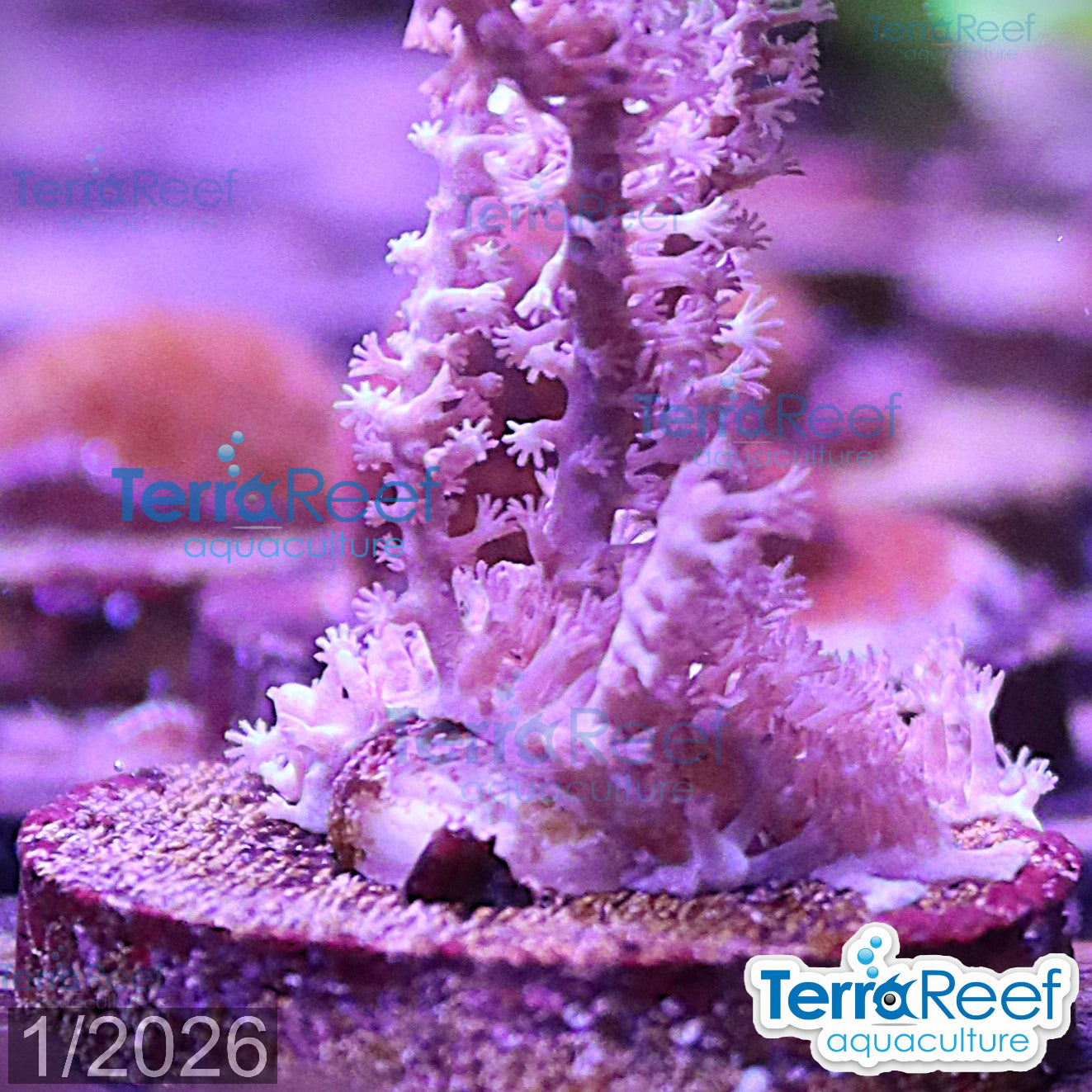 GrubeÃ¢â‚¬â„¢s Gorgonian Pinnigorgia flava Aquacultured coral Frag 3MidLeft