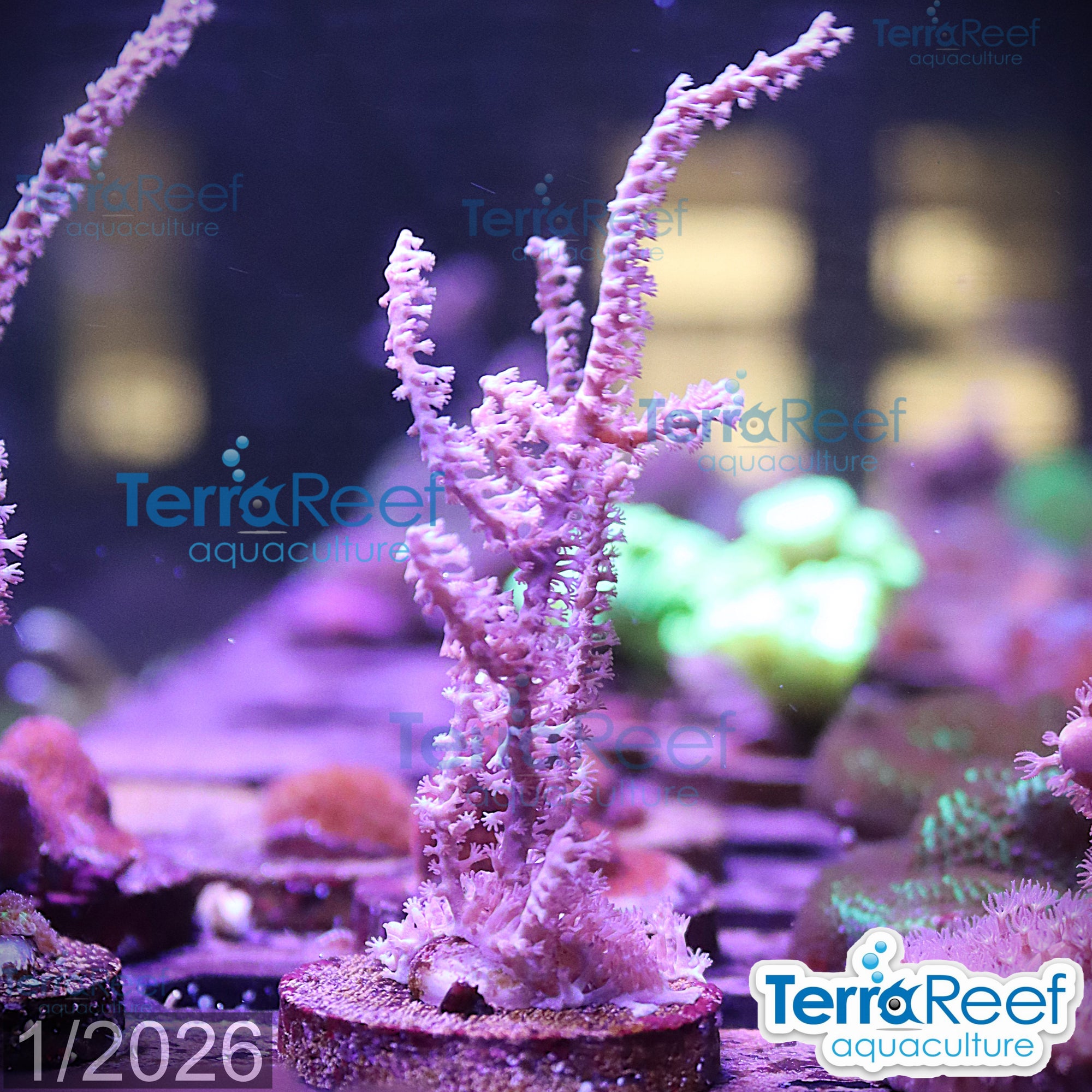 GrubeÃ¢â‚¬â„¢s Gorgonian Pinnigorgia flava Aquacultured coral Frag 3MidLeft