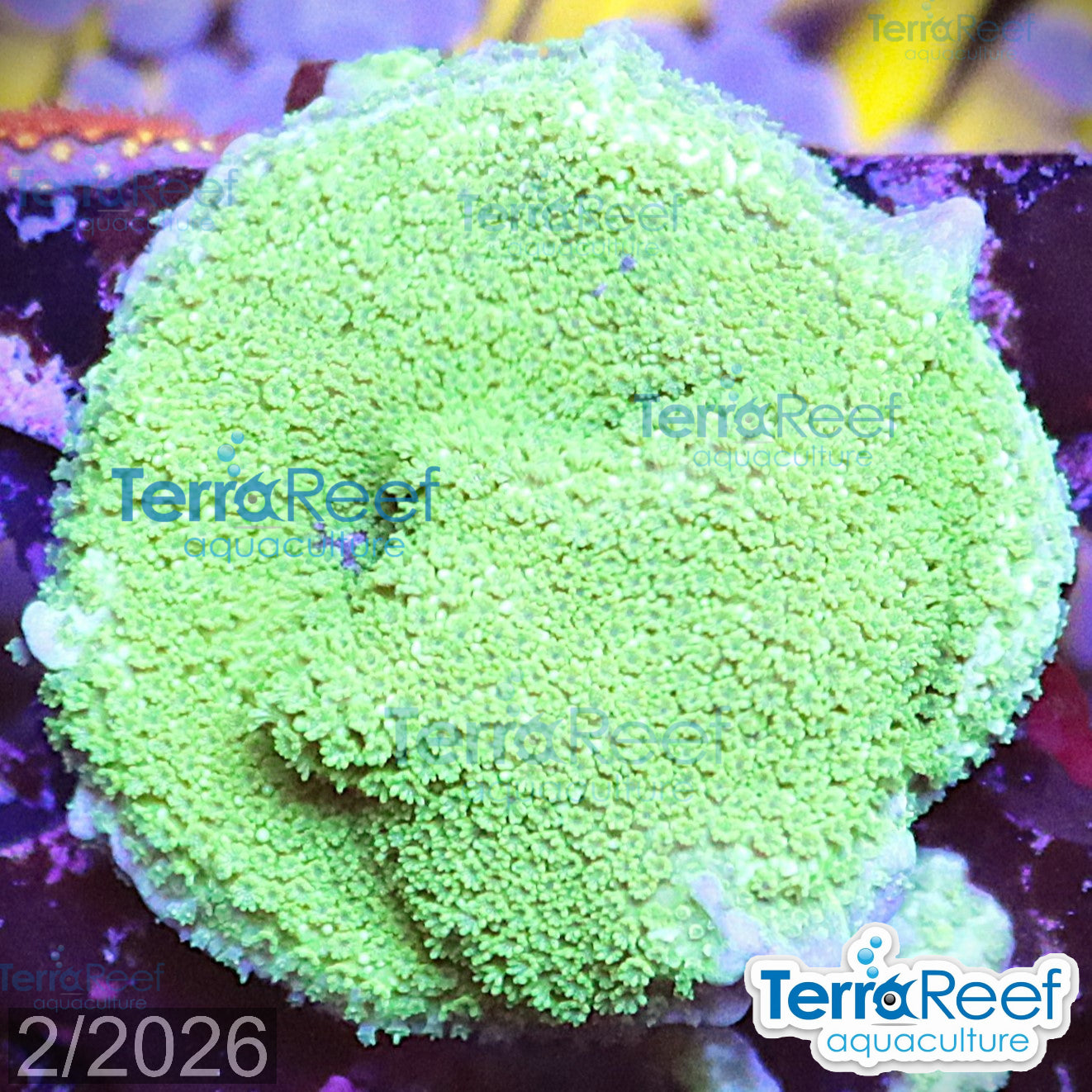 Aquacultured WYSIWYG green Montipora digitata coral frag for reef aquarium