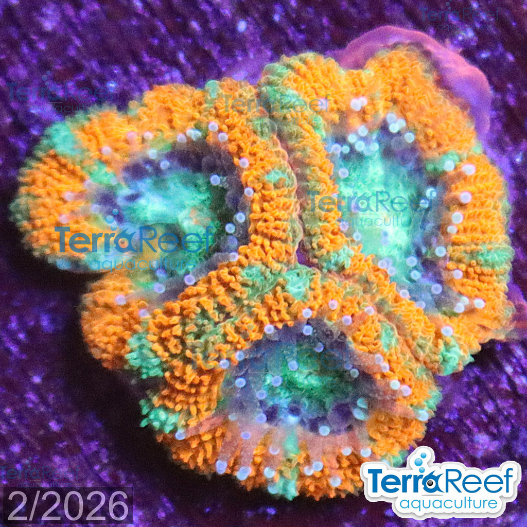 Raging Storm Micromussa Acan Lord aquacultured WYSIWYG coral frag for reef aquarium