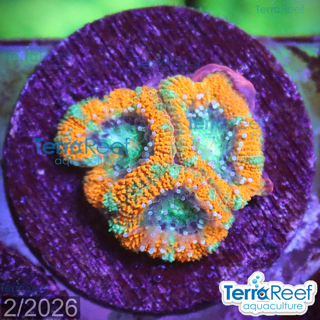 Raging Storm Micromussa "Acan lord" WYSIWYG Frag 18Top