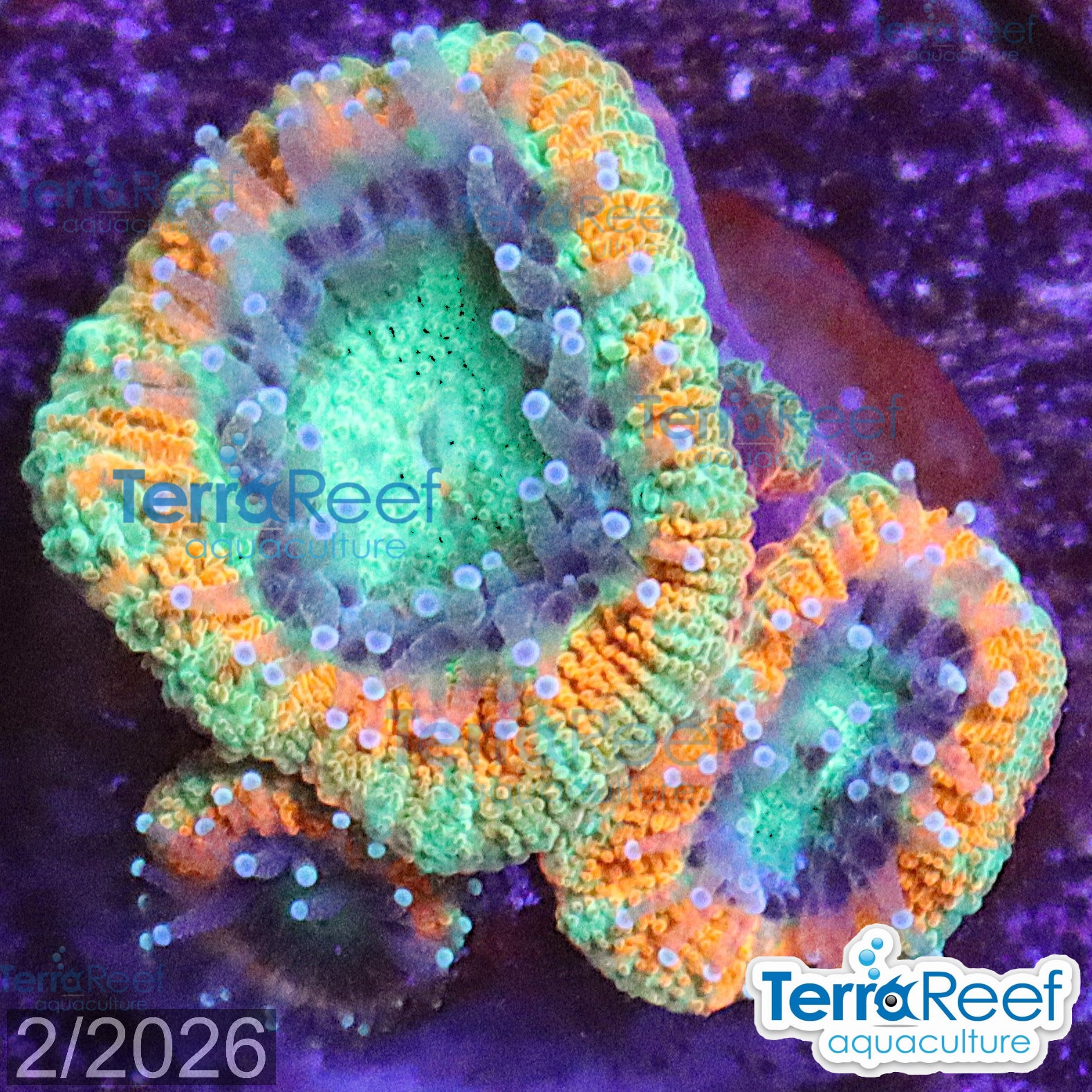Raging Storm Micromussa Acan Lord aquacultured WYSIWYG coral frag for reef aquarium