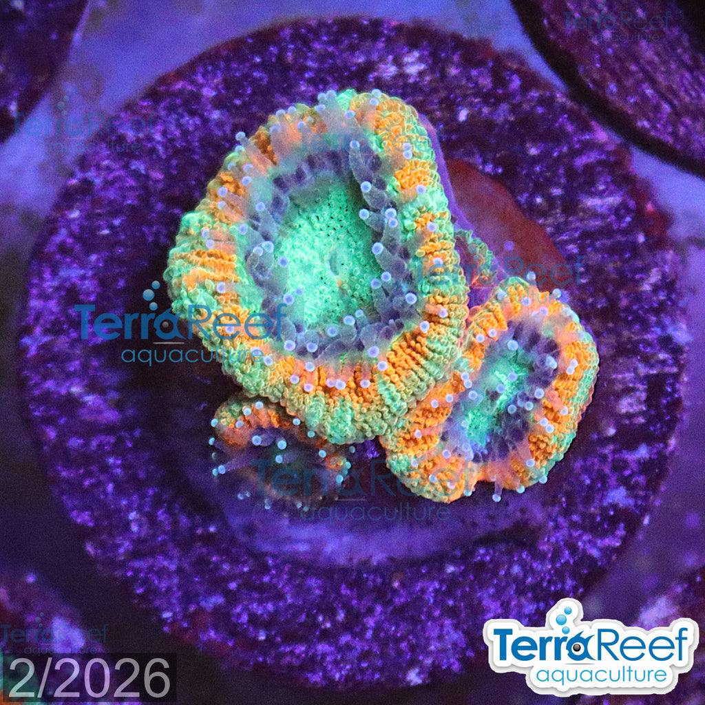 Raging Storm Micromussa "Acan lord" WYSIWYG Frag 19Middle