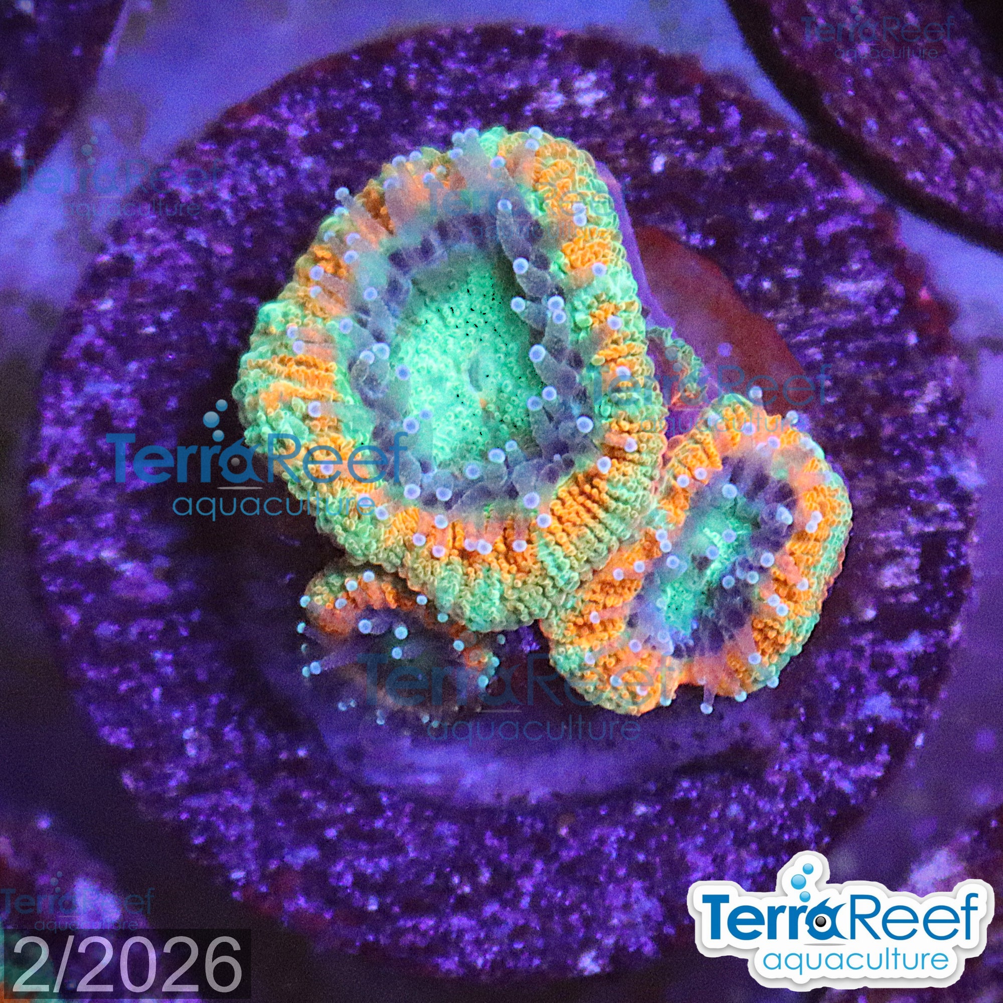 Raging Storm Micromussa "Acan lord" WYSIWYG Frag 19Middle