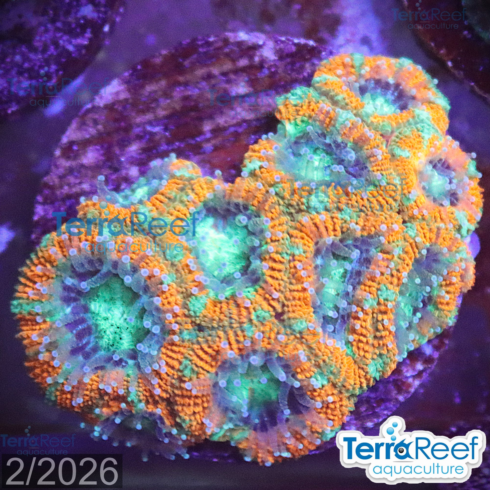 Raging Storm Micromussa Acan Lord aquacultured WYSIWYG coral frag for reef aquarium