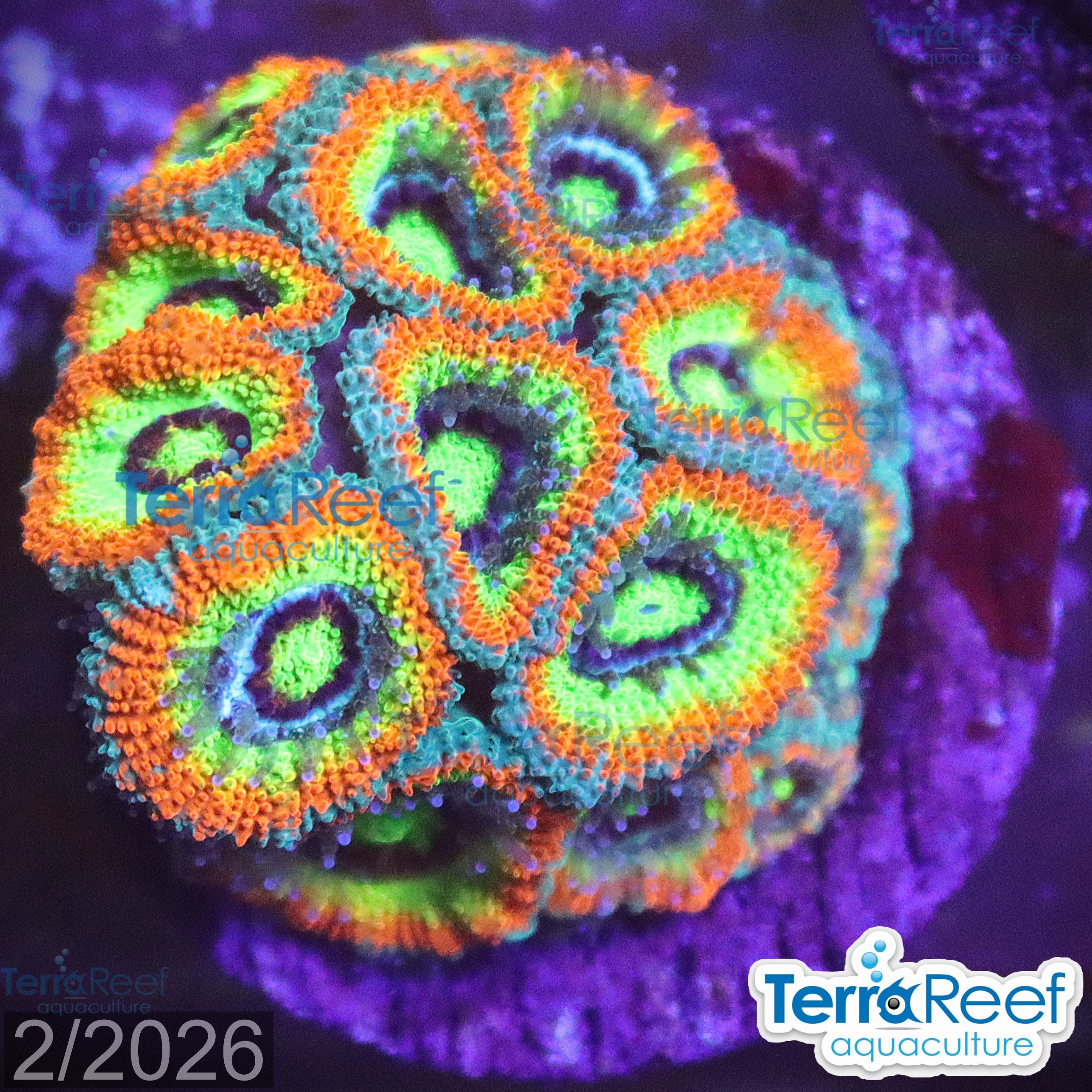 Aquacultured WYSIWYG Holy Grail Micromussa coral frag for reef aquarium