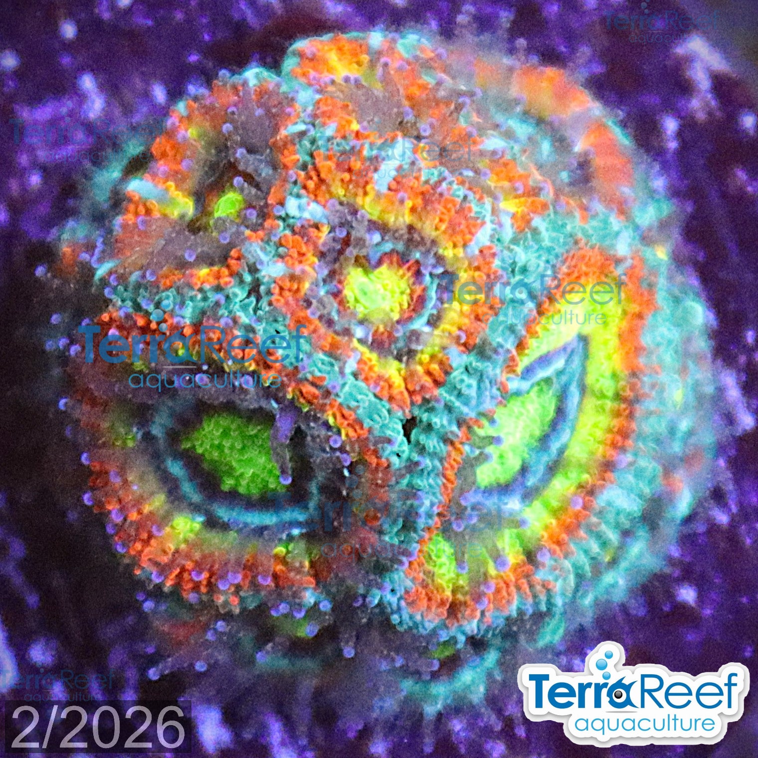 Aquacultured WYSIWYG Holy Grail Micromussa coral frag for reef aquarium