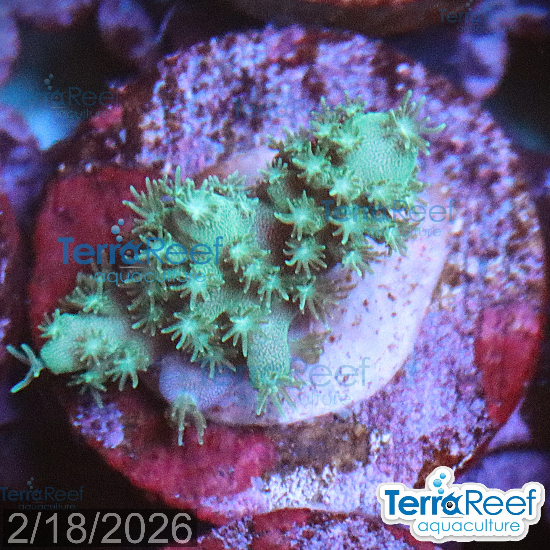Stubby Finger Acro WYSIWYG Frag 22