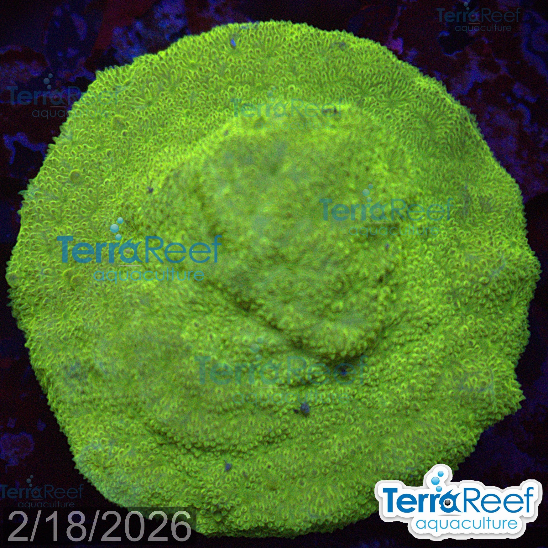 Green Psammocora Coral aquacultured WYSIWYG coral frag for reef tank