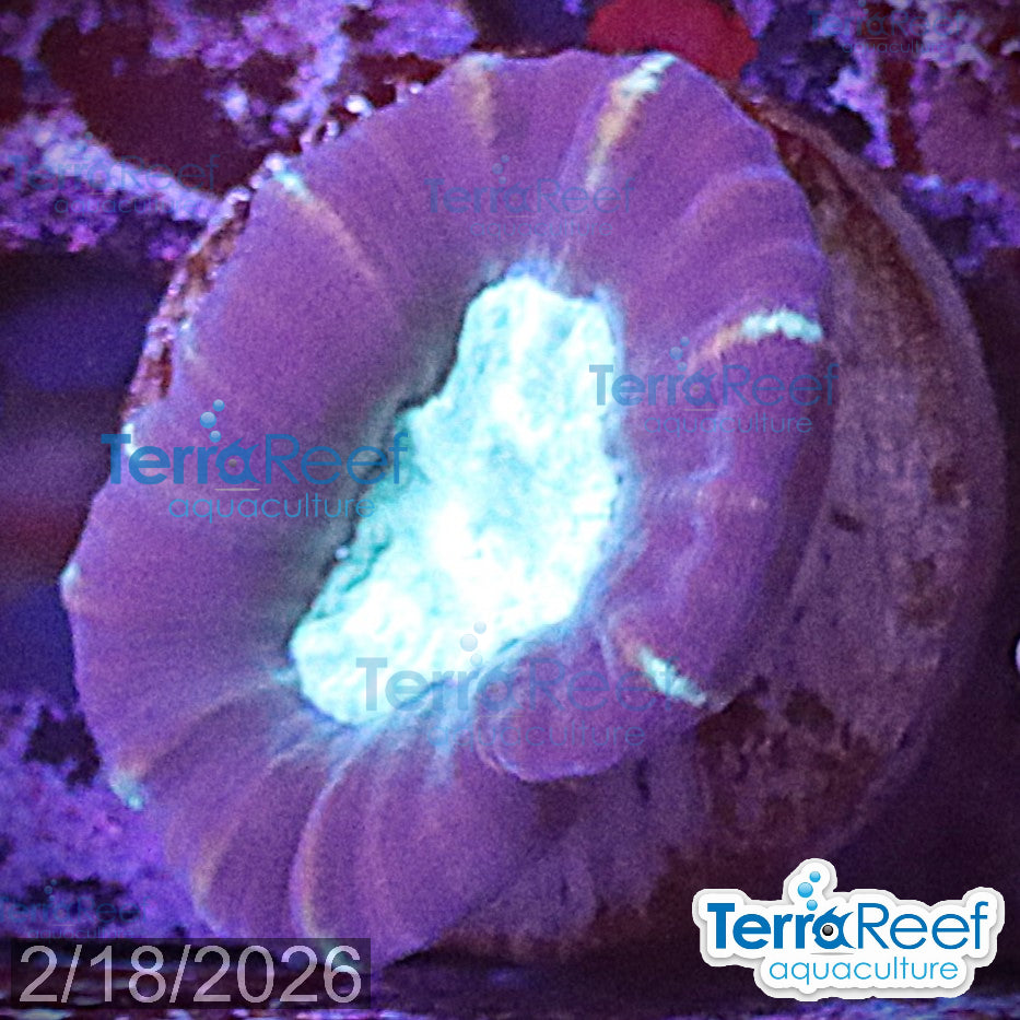 Pinwheel Candy Cane coral aquacultured WYSIWYG coral for reef aquarium