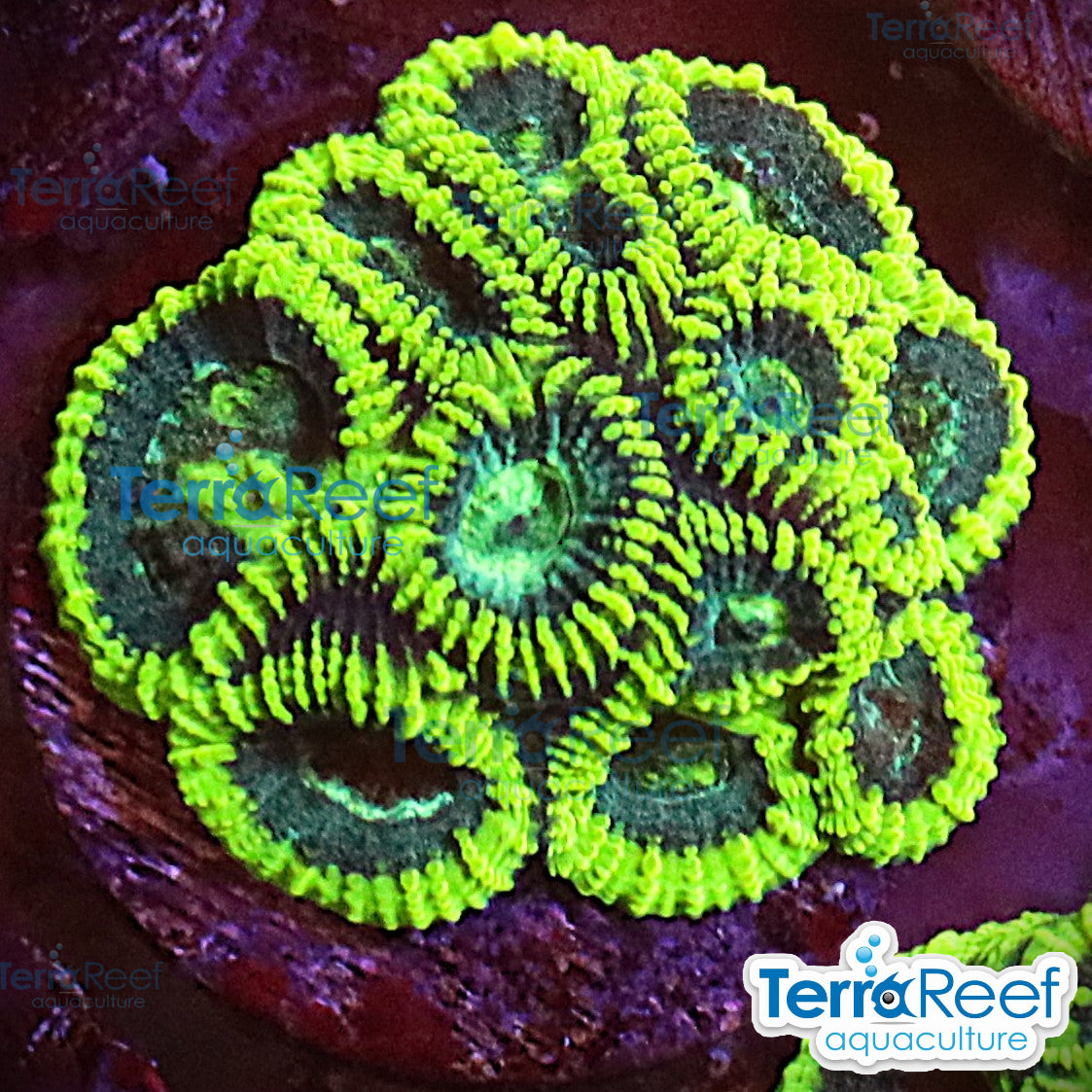 Green Brain Favia Coral Frag WYSIWYG Frag 52LeftStairs