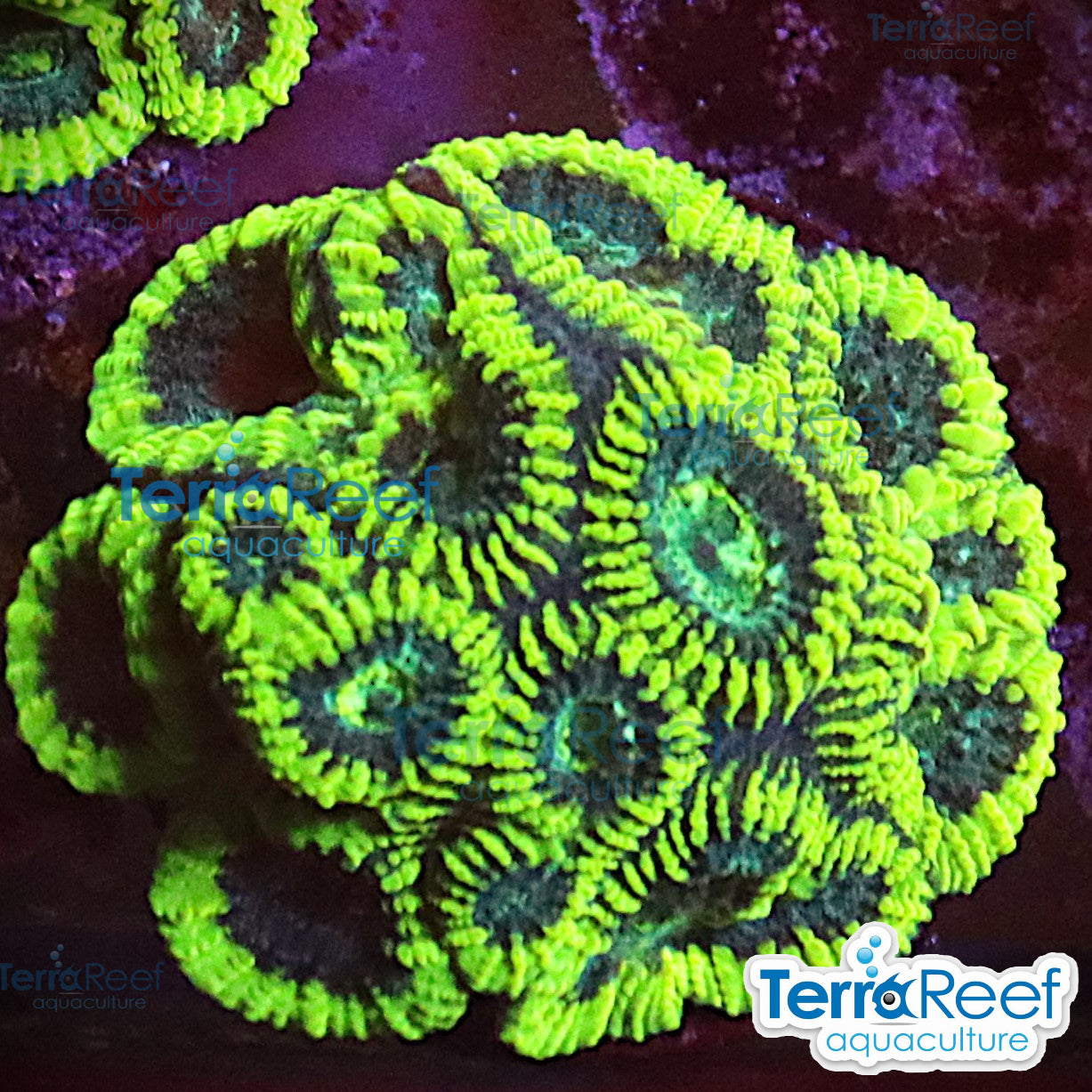 Green Brain Favia Coral Frag WYSIWYG Frag 51RightStairs