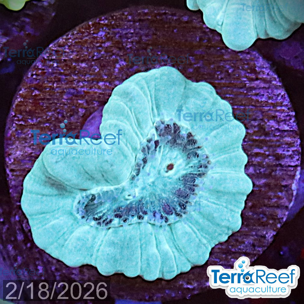 Green Candy Cane Caulastrea aquacultured Qted WYSIWYG coral frag for reef tank