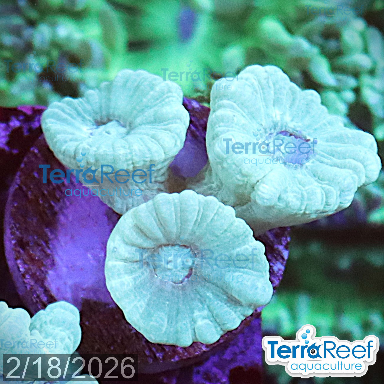 Green Candy Cane Caulastrea aquacultured WYSIWYG coral frag for reef aquarium