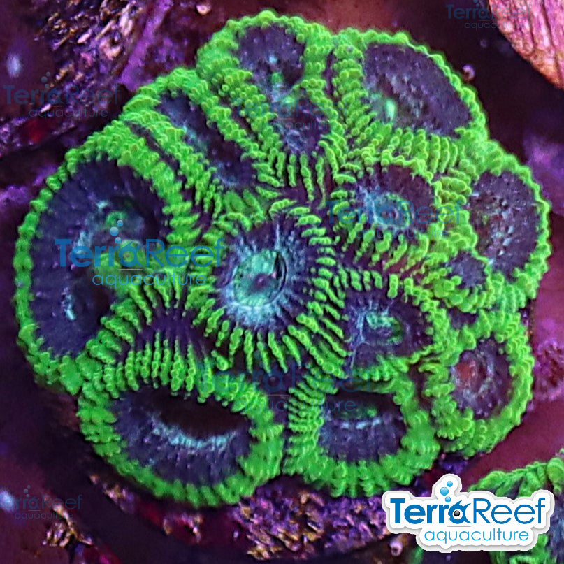 Green Brain Favia Favites aquacultured WYSIWYG coral frag for reef aquarium