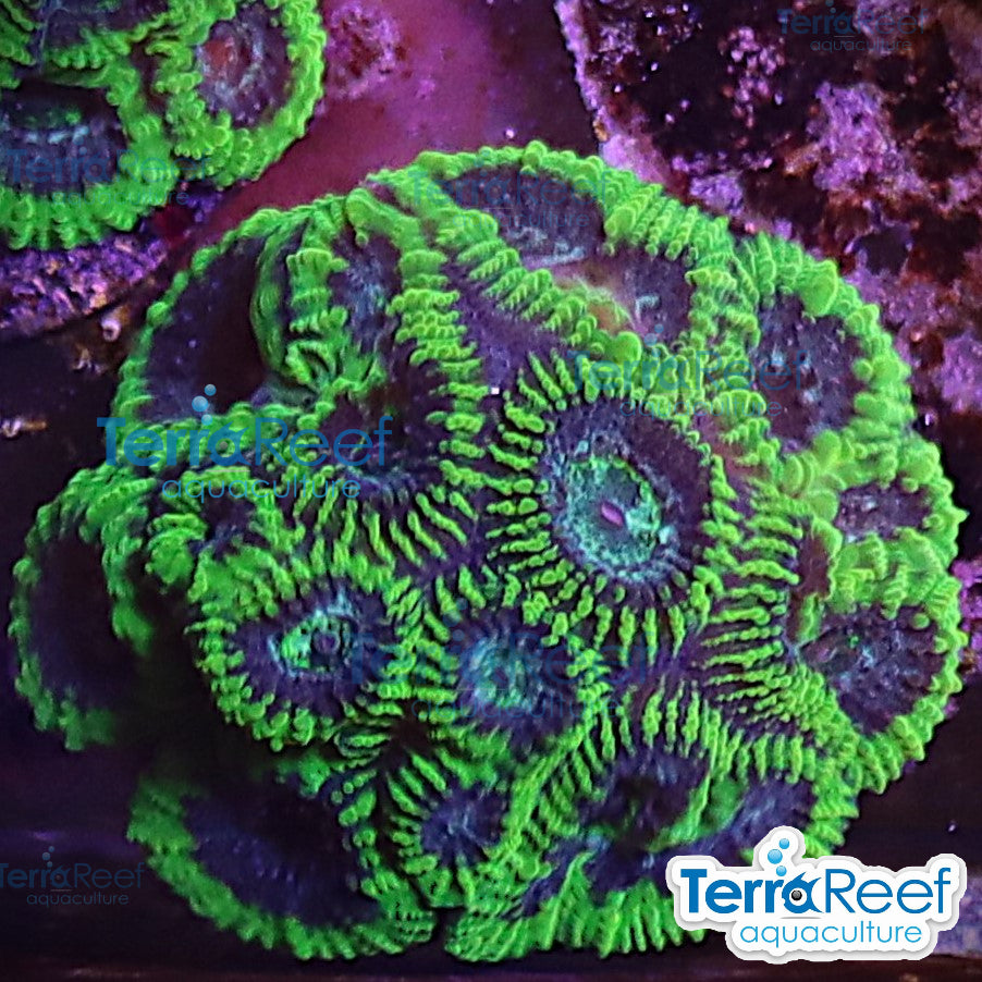 Green Brain Favia Favites aquacultured WYSIWYG coral frag for reef aquarium