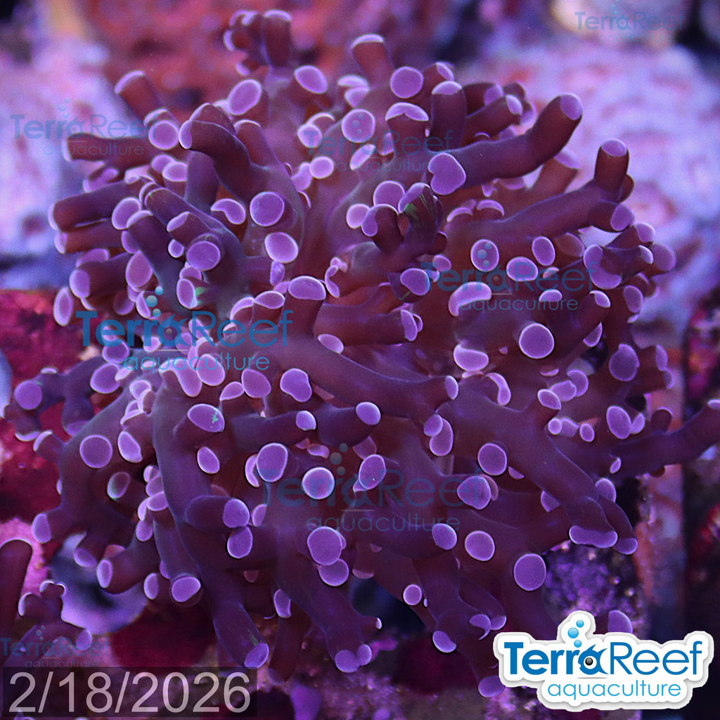 TerraReef Sweet Purple Frogspawn Coral aquacultured WYSIWYG coral frag for reef aquarium