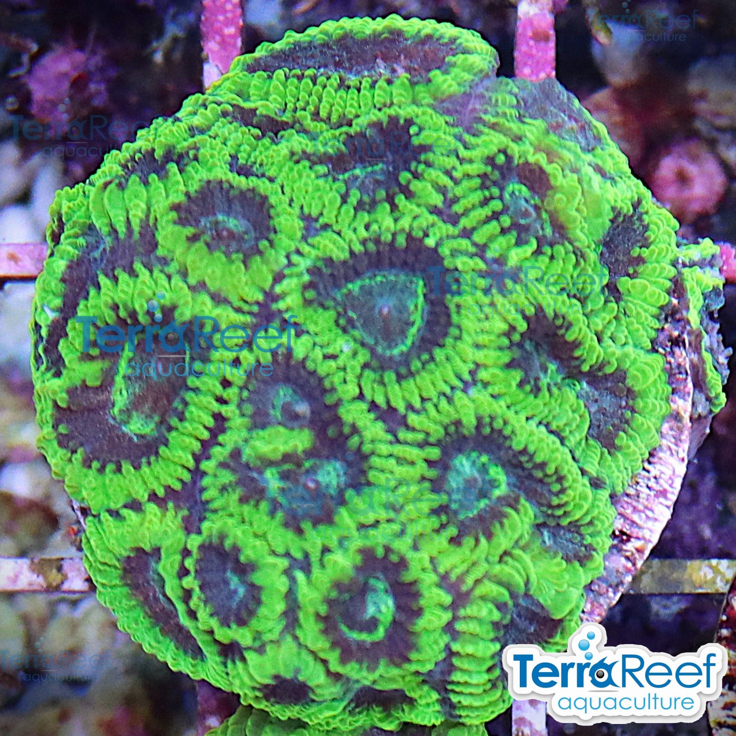 Green Brain Favia Favites aquacultured WYSIWYG coral frag for reef aquarium