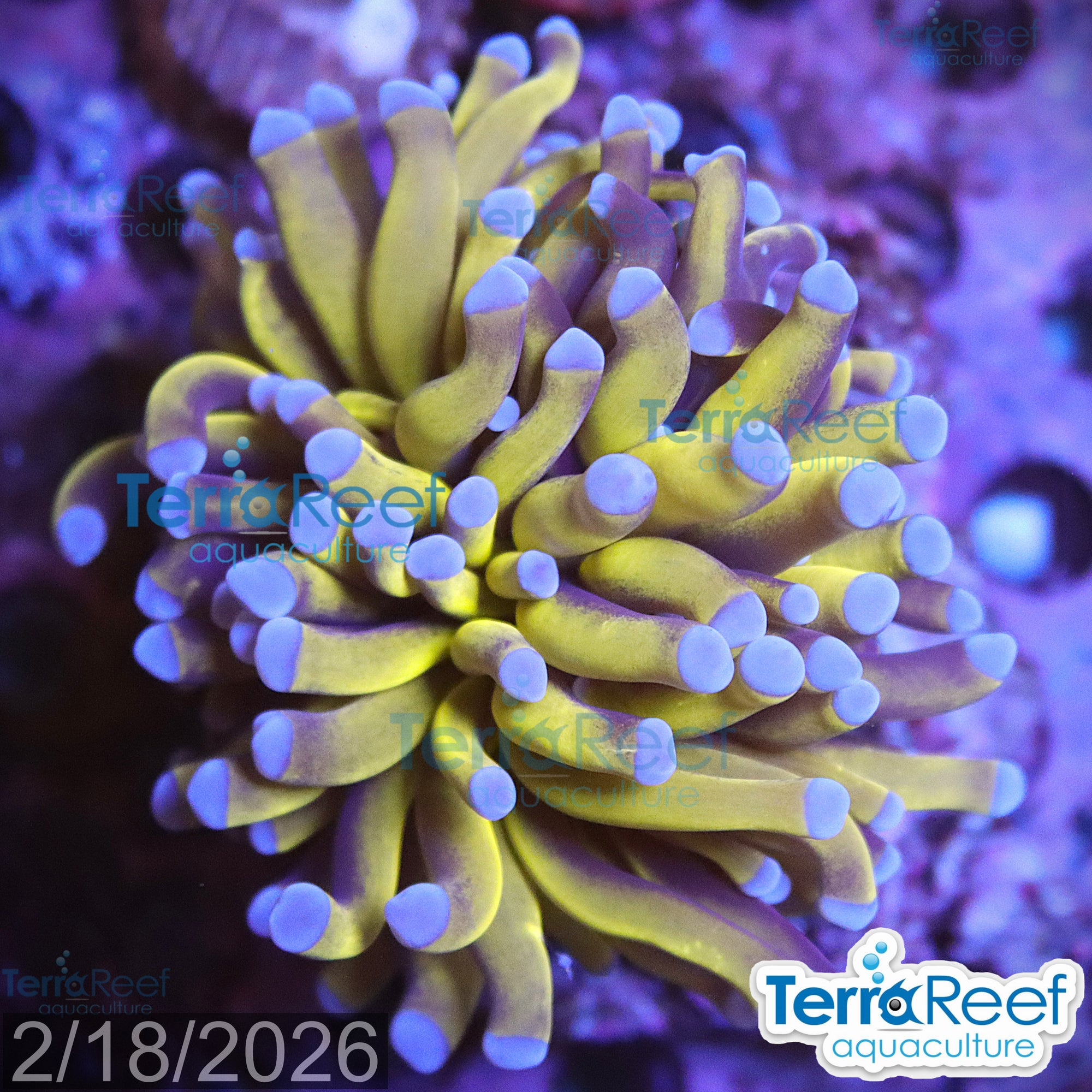 Aussie Gold Torch Coral aquacultured WYSIWYG coral frag for reef tank
