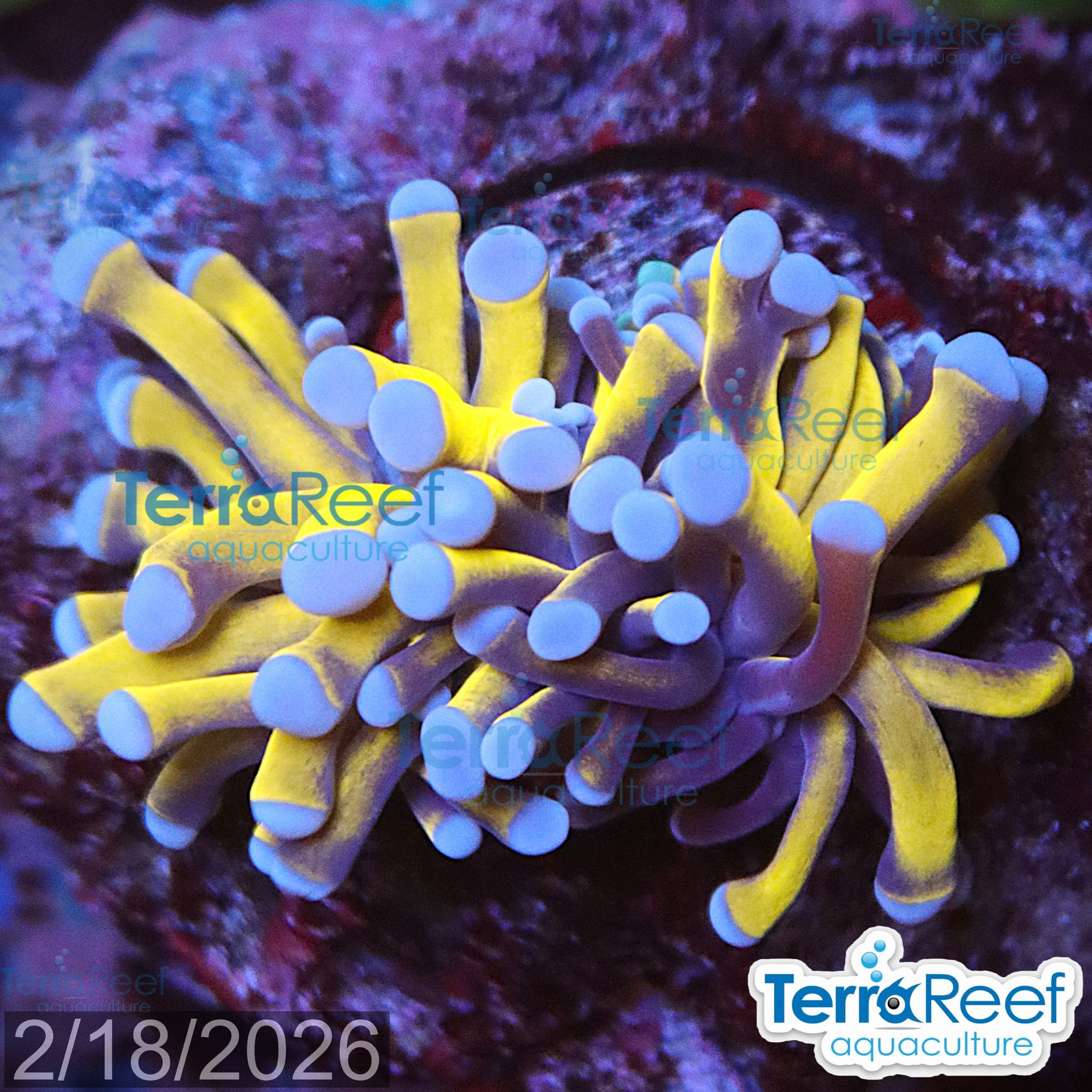 Aussie Gold Torch Coral aquacultured WYSIWYG coral frag for reef tank