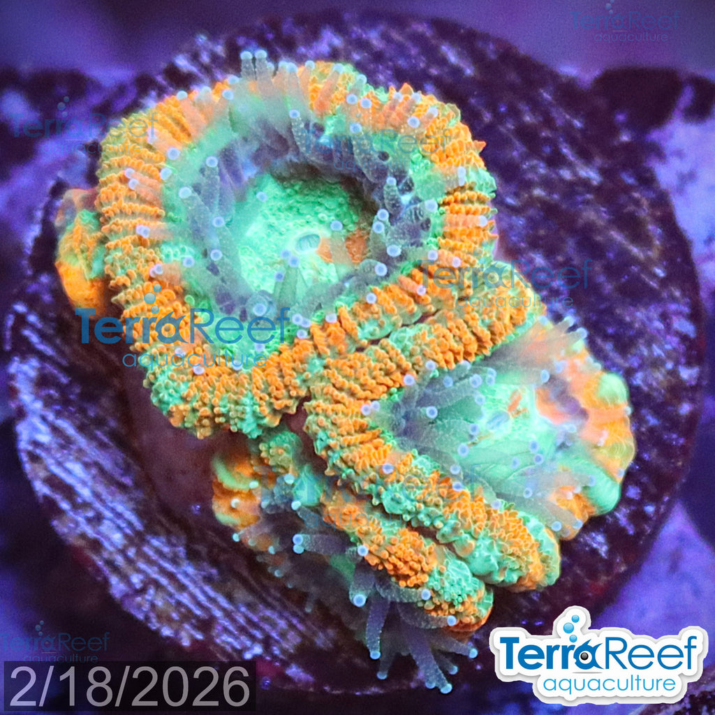 Raging Storm Micromussa Acan Lord aquacultured WYSIWYG coral frag for reef tank