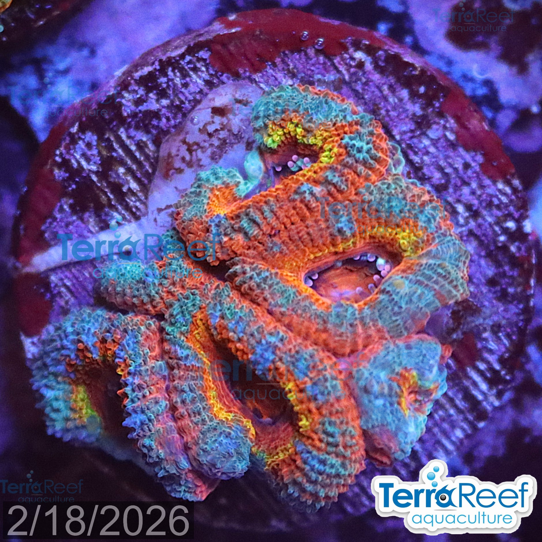 Aquacultured WYSIWYG rainbow red Micromussa acan lord coral frag for reef aquarium