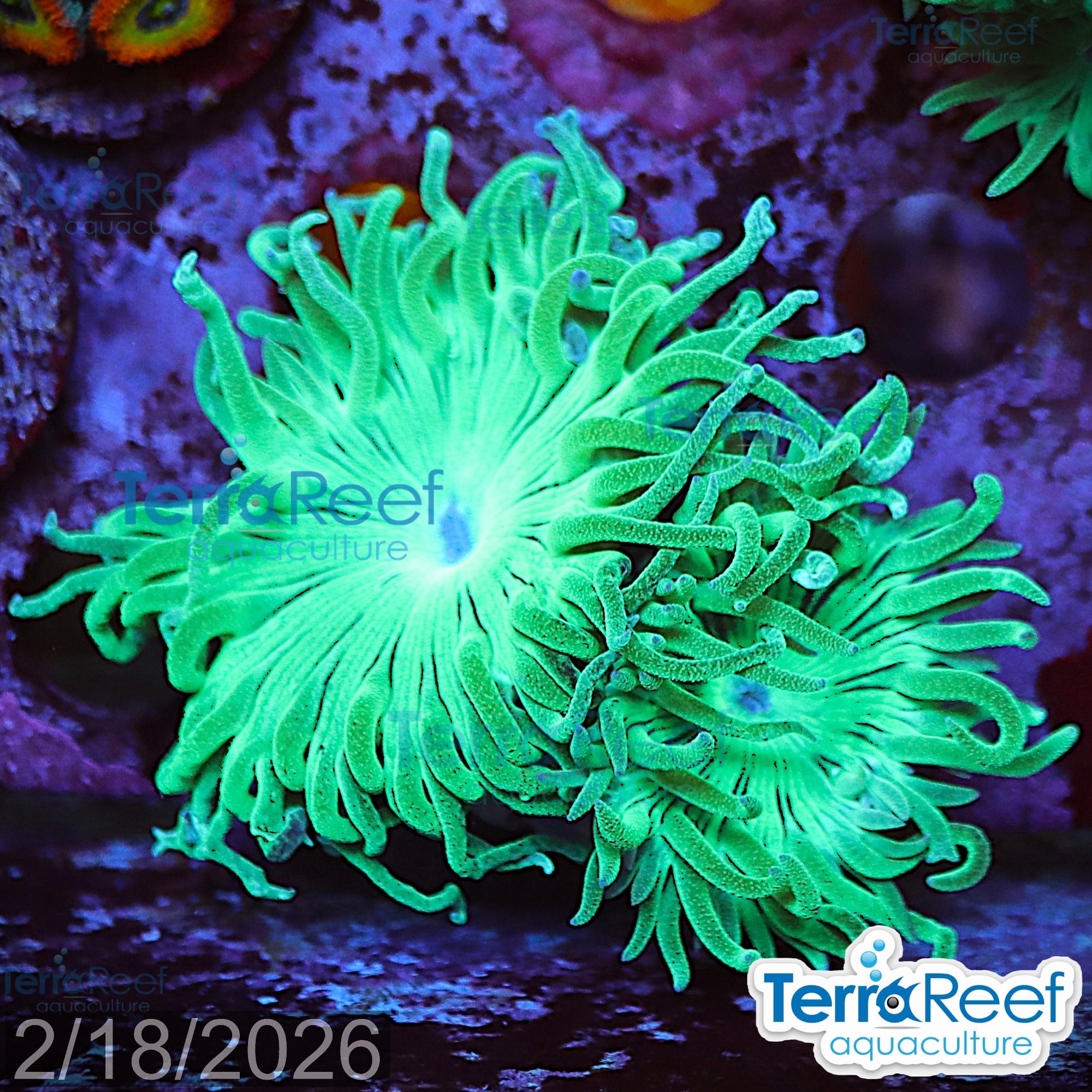 Duncan Coral Duncanopsammia QTed aquacultured WYSIWYG coral frag for reef aquarium
